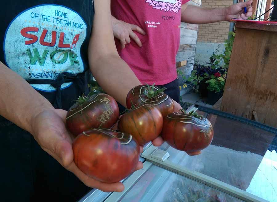 Local restaurant owner shows her home grown tomatoes to guests during bike and food tour of Ottawa with Escape Tours rentals