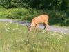 Guests see a deer when biking at Voyageur bike trail on an Escape day bike tour from Ottawa to Aylmer 