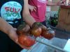 Local restaurant owner shows her home grown tomatoes to guests during bike and food tour of Ottawa with Escape Tours rentals