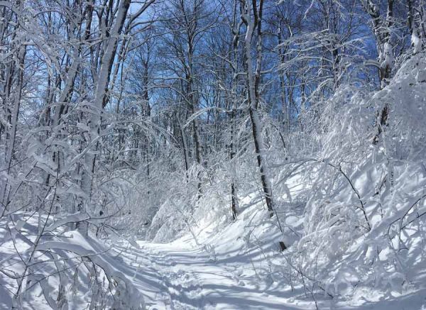 Winter wonderland in Gatineau Park Ottawa