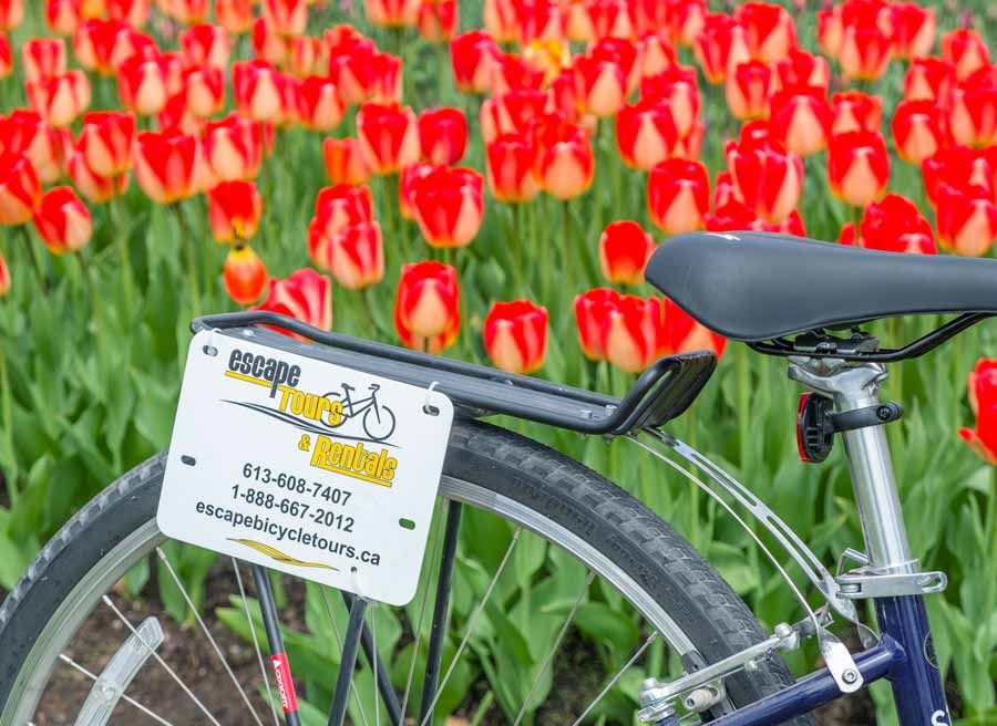 City bike from Escape Bicycle Tours and Rentals with the red and yellow tulips in the background at Commissioners park