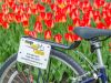 City bike from Escape Bicycle Tours and Rentals with the red and yellow tulips in the background at Commissioners park