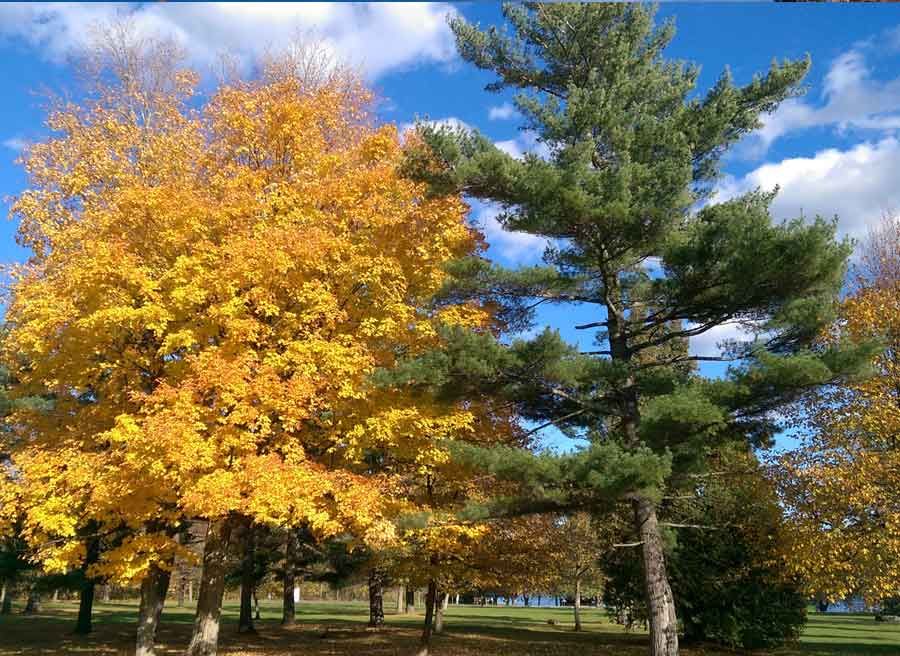 Beautiful trees & Fall colours landscape when biking on Long Sault Islands during Cornwall day bike tour by Escape tours
