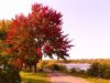 A guest is biking on Ottawa River SJAM trail with fall colour view during Ottawa multi-day bike tour by Escape on Sparks