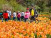 A couple is taking a picture in front of colourful tulips during Escape Tulip festival bike tour at Commissioners park in May