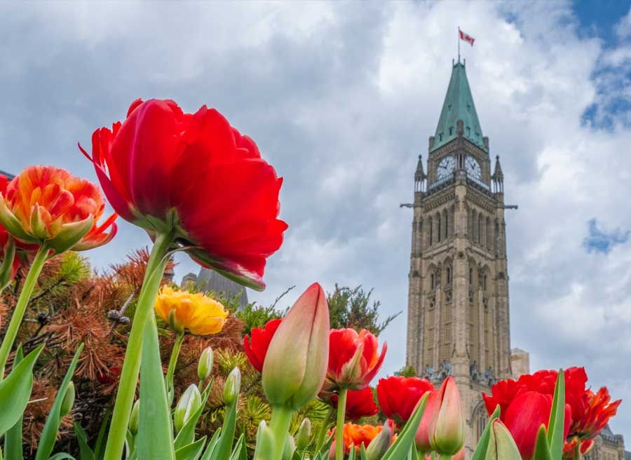 Red tulips on parliament ground with the peace tower in the background during Tulip bike tour by escape tours and rentals 