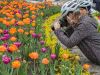Tour participant is taking pictures of colourful tulips during Escape Tulip festival bike tour at Dows Lake in May