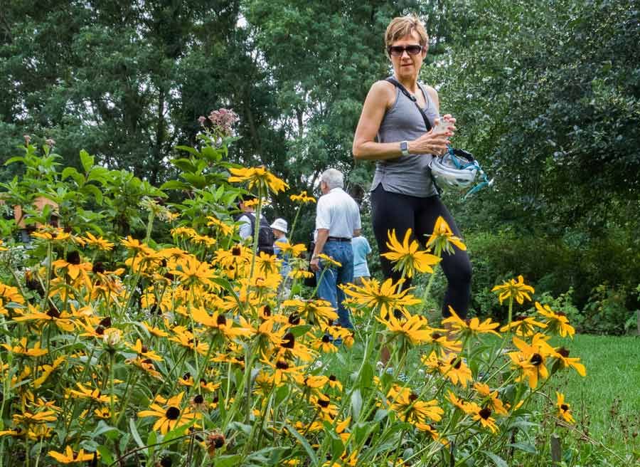 A woman walking through Fletcher Wildlife garden and looking at yellow flowers during Escape garden bike tour in Ottawa
