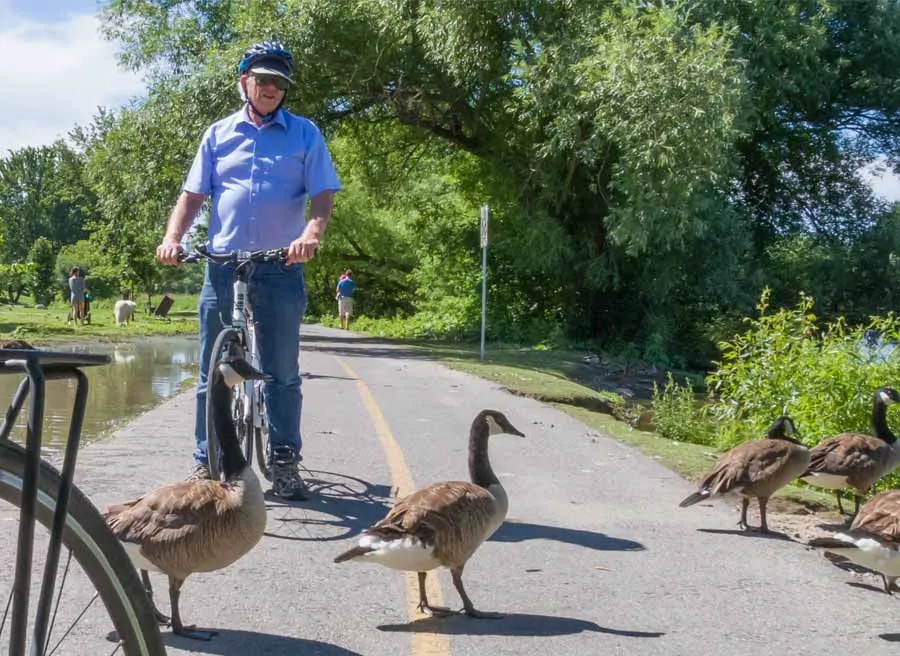 A guest is watching Canada geese on Ottawa River pathways during Escape best of Ottawa neighbourhood and nature bike tour 