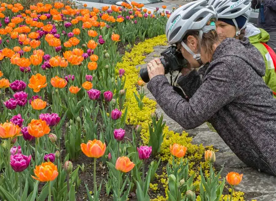 Tour participant is taking pictures of colourful tulips during Escape Tulip festival bike tour at Dows Lake in May