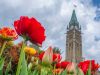 Red tulips on parliament ground with the peace tower in the background during Tulip bike tour by escape tours and rentals 