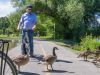 A guest is watching Canada geese on Ottawa River pathways during Escape best of Ottawa neighbourhood and nature bike tour 