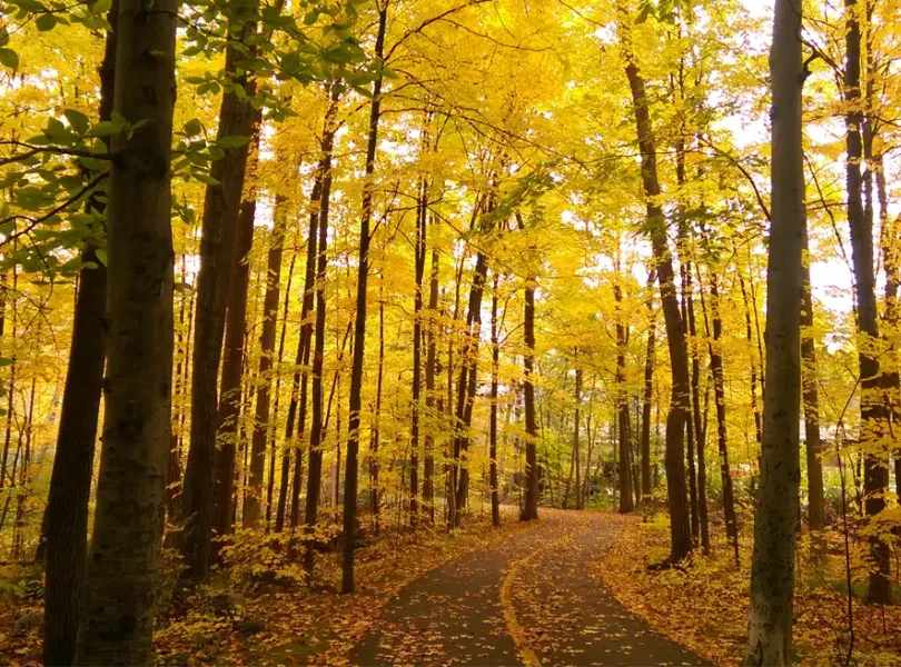 Fall leaves in Gatineau Park that you can see while cycling